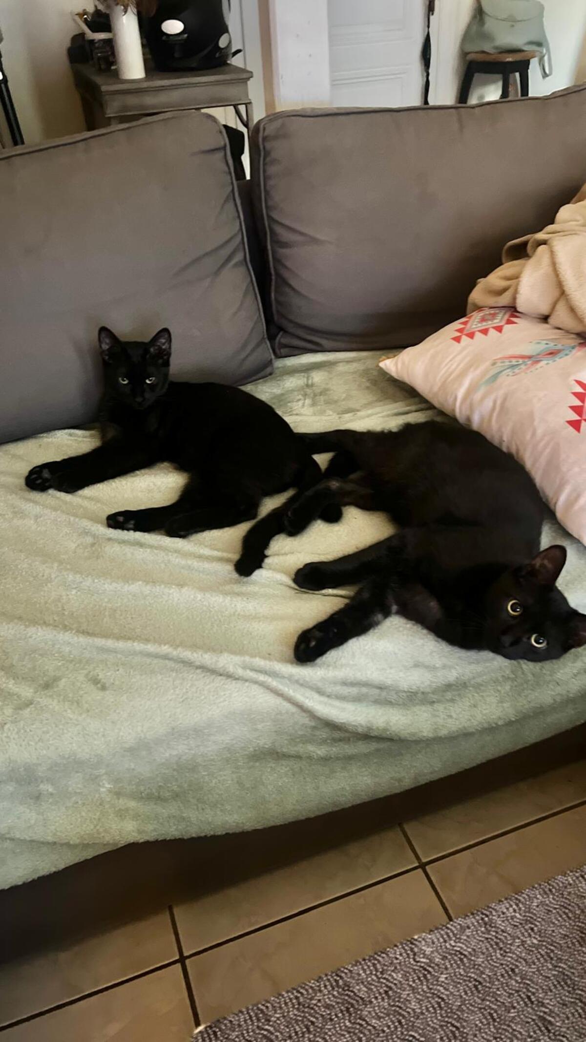 Adoption Alexandro et Pépito