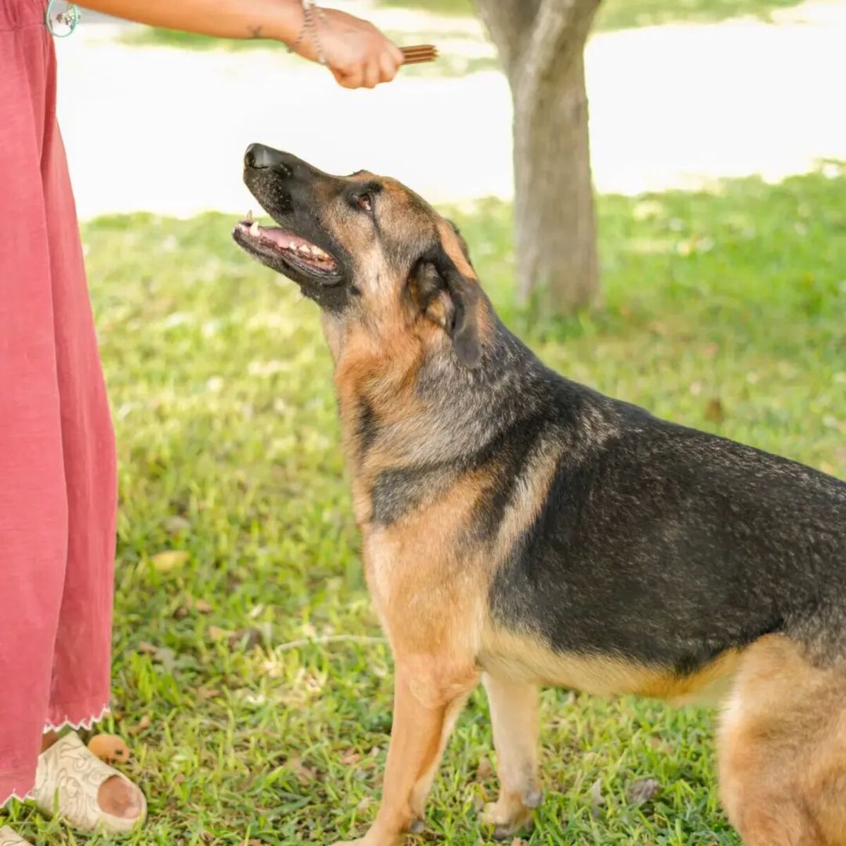 Adoption Hada