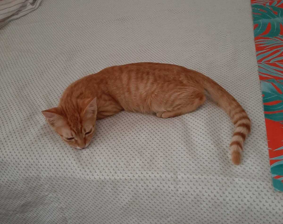Adoption Alvin