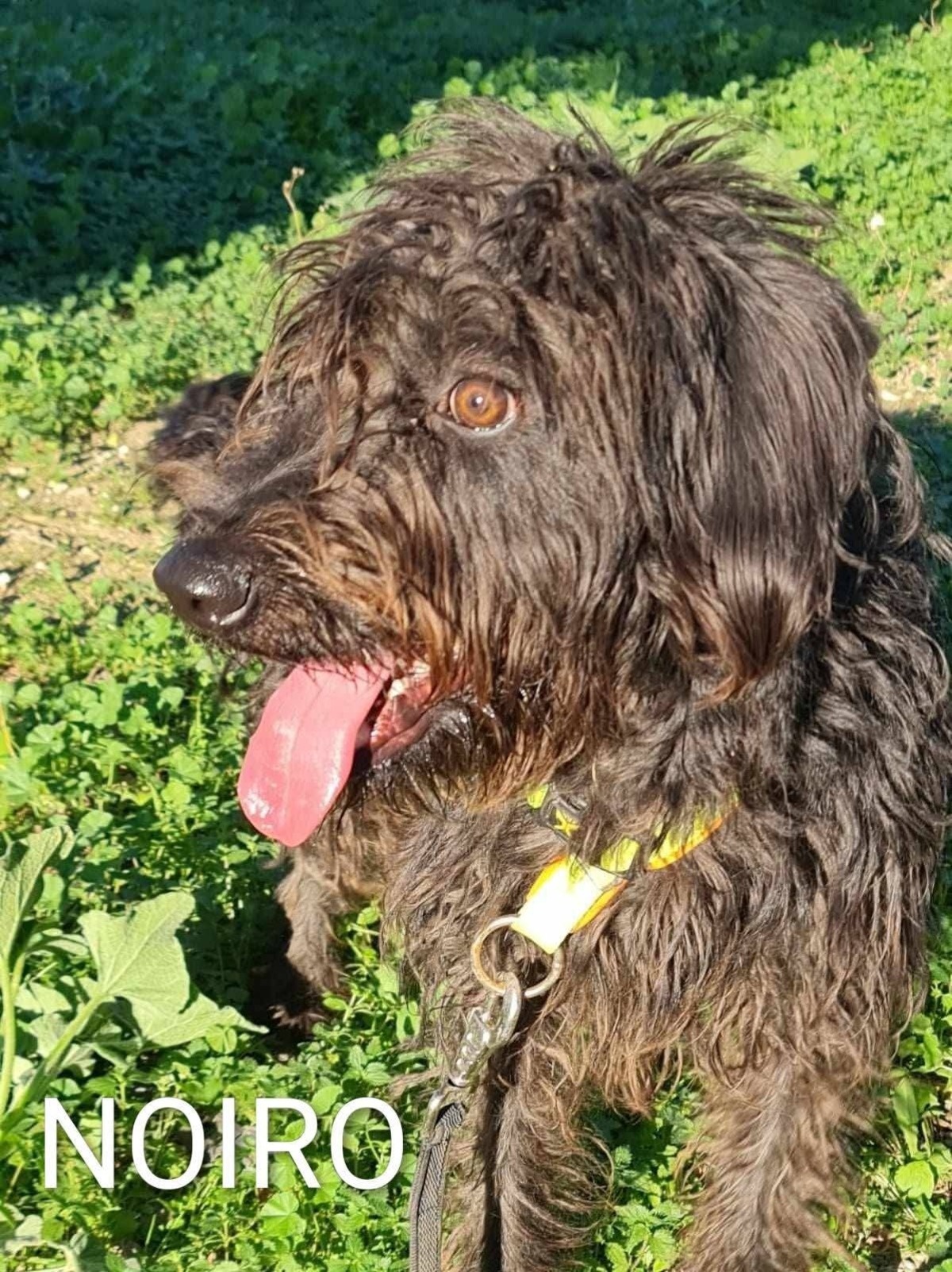 Adoption Noiro