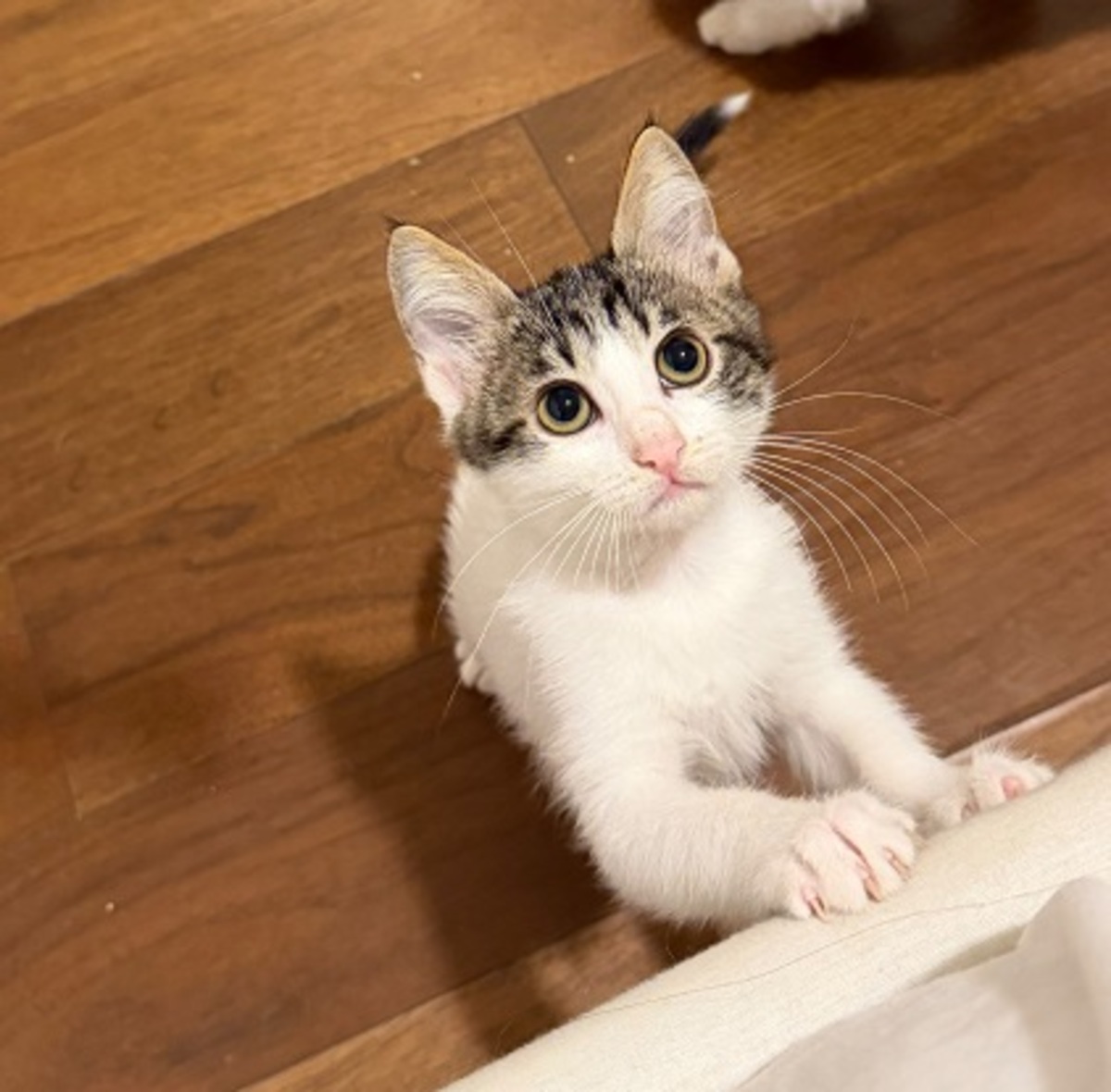 Adoption Mila