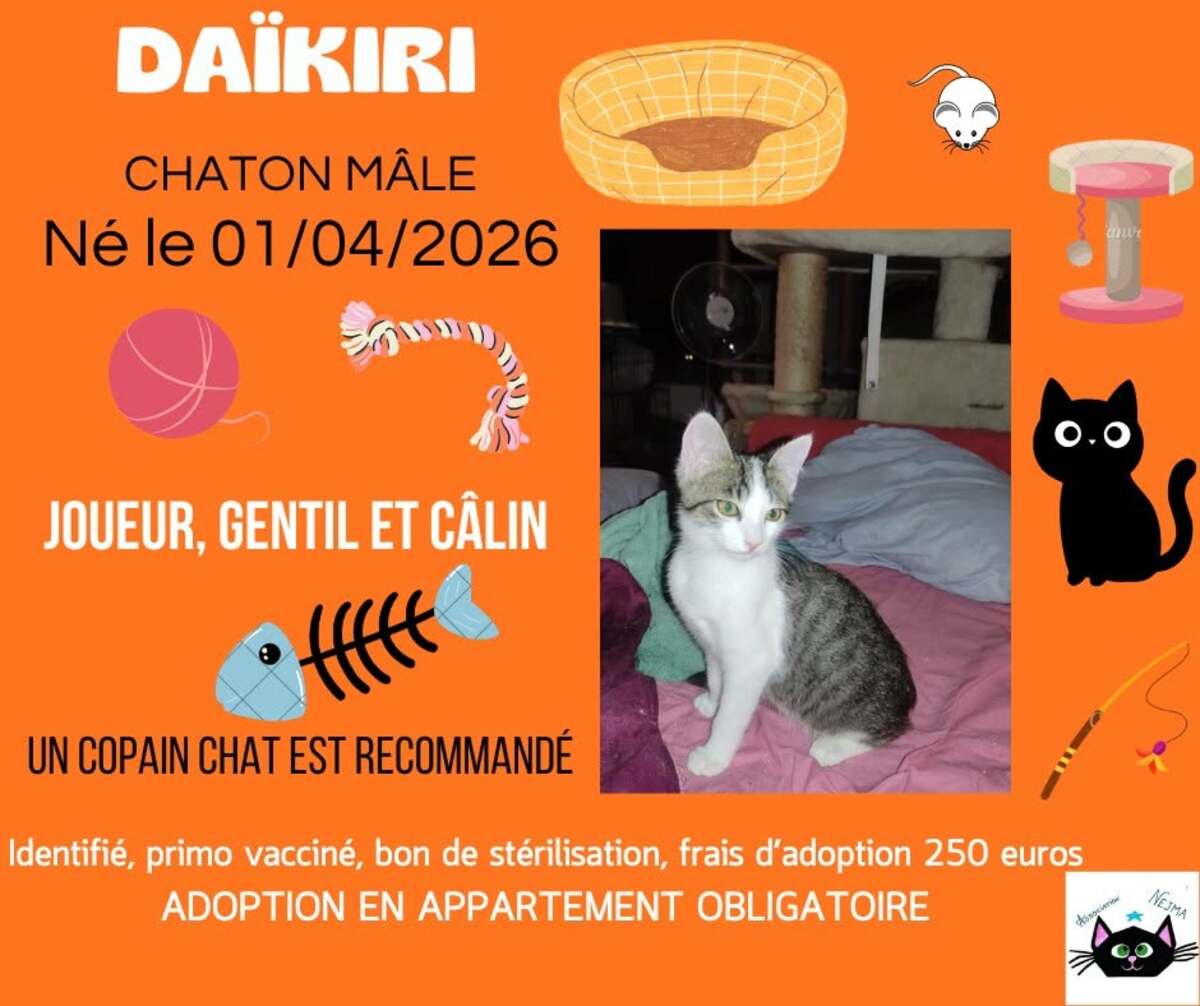 Adoption Daïkiri