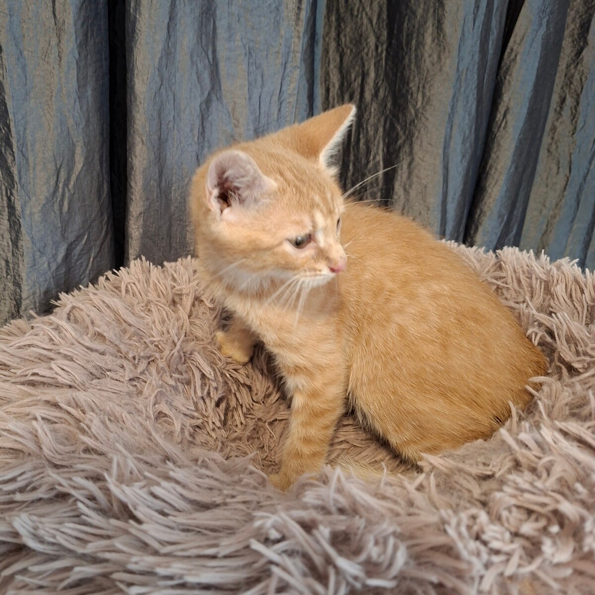 Adoption Bebop