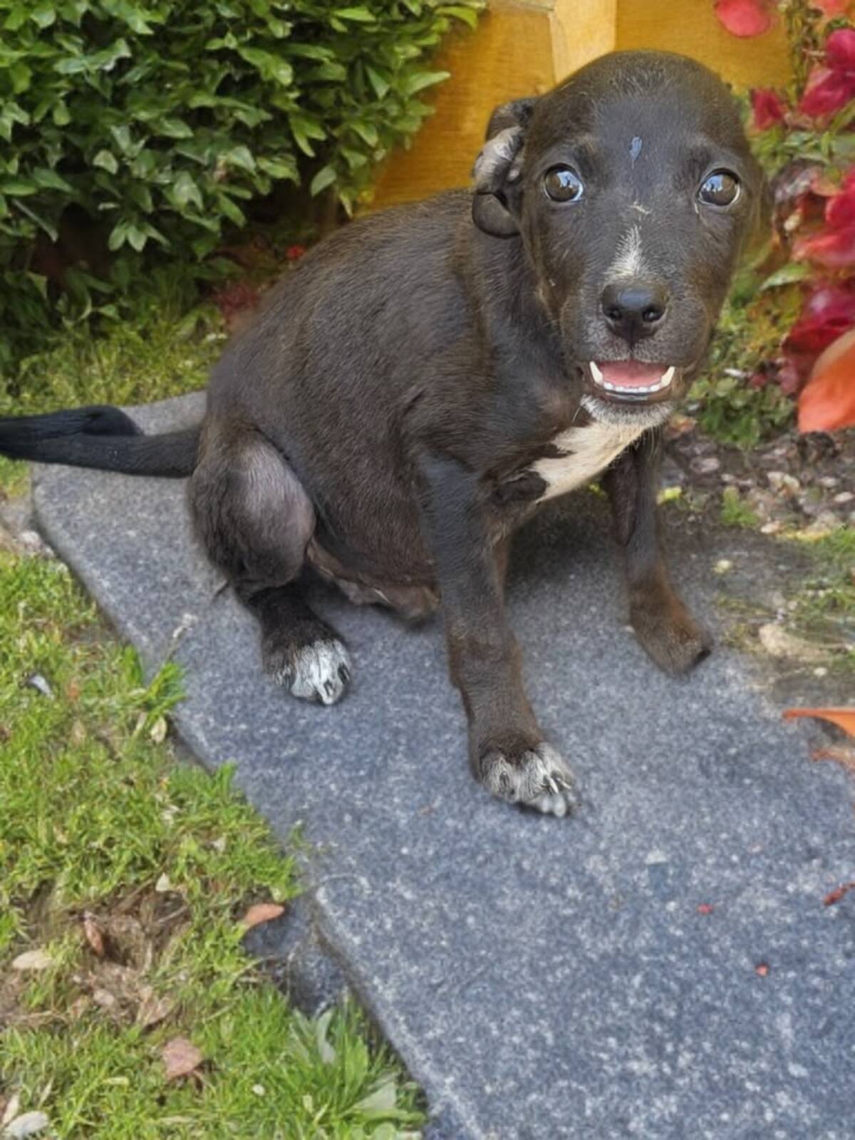 Adoption Yuko