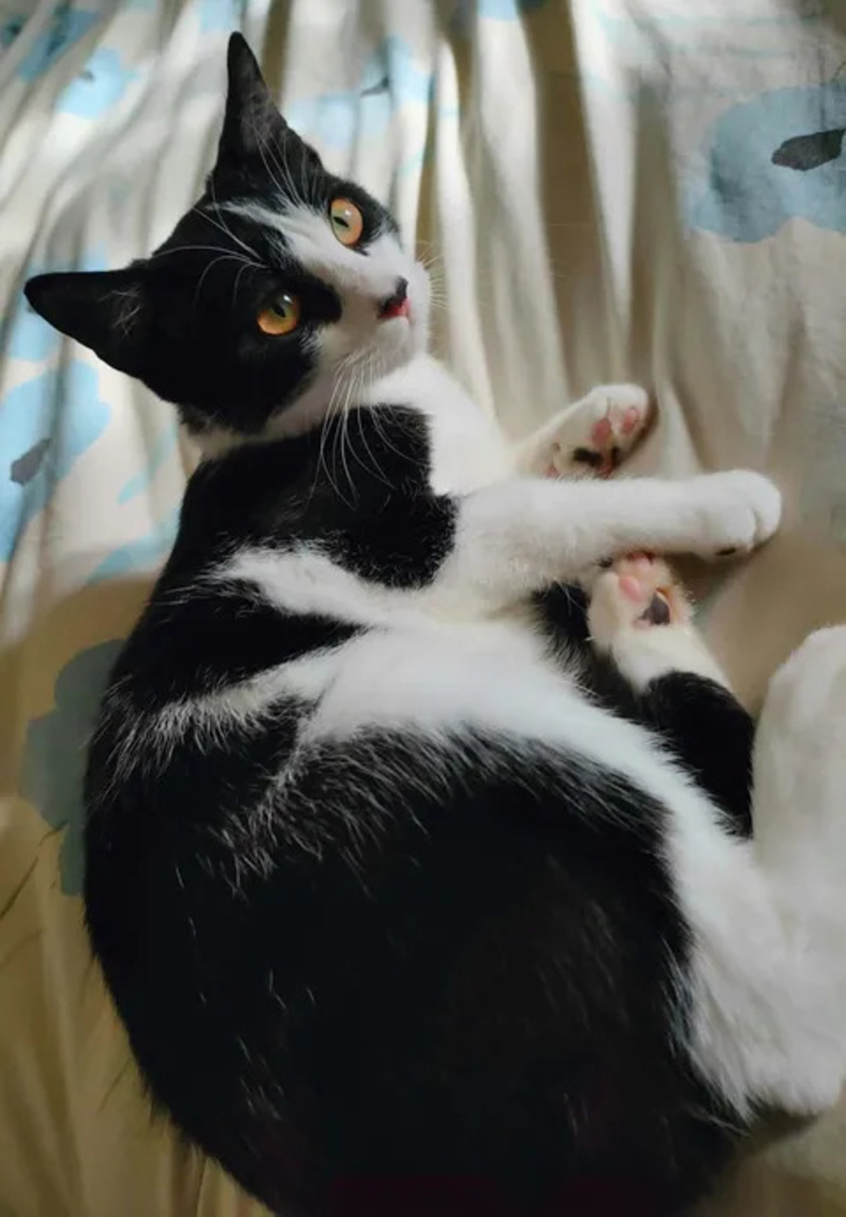 Adoption Willy