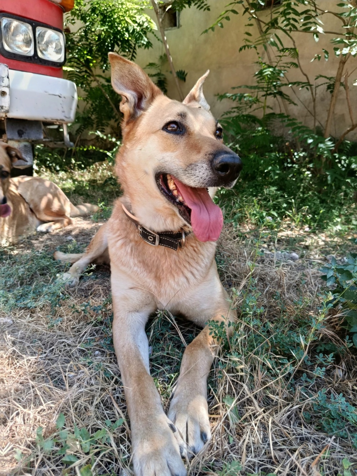Adoption MIA