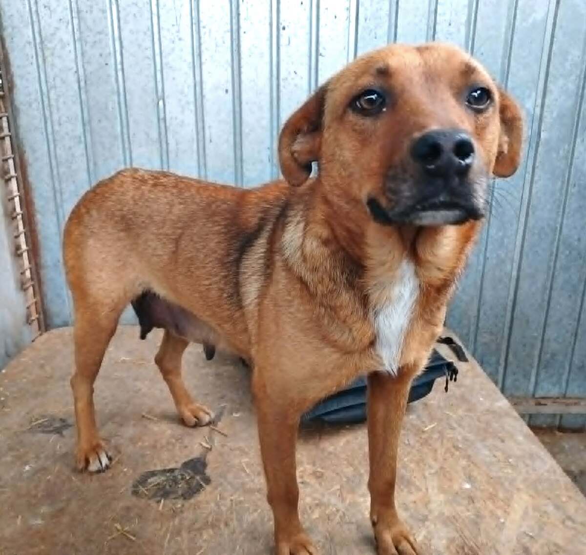 Adoption Sépia