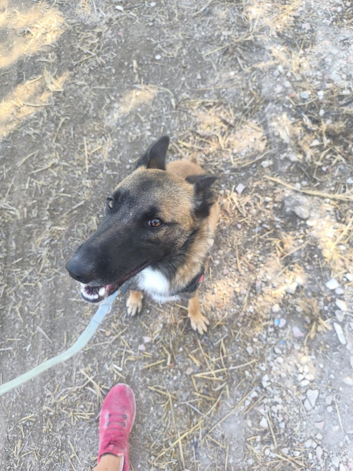 Adoption Nelson 