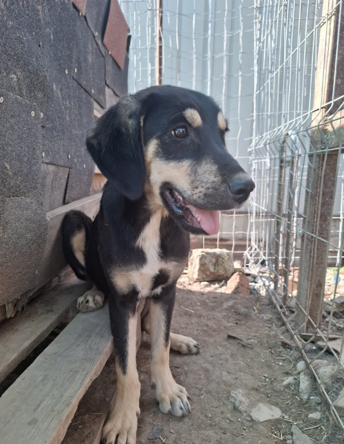 Adoption Indila