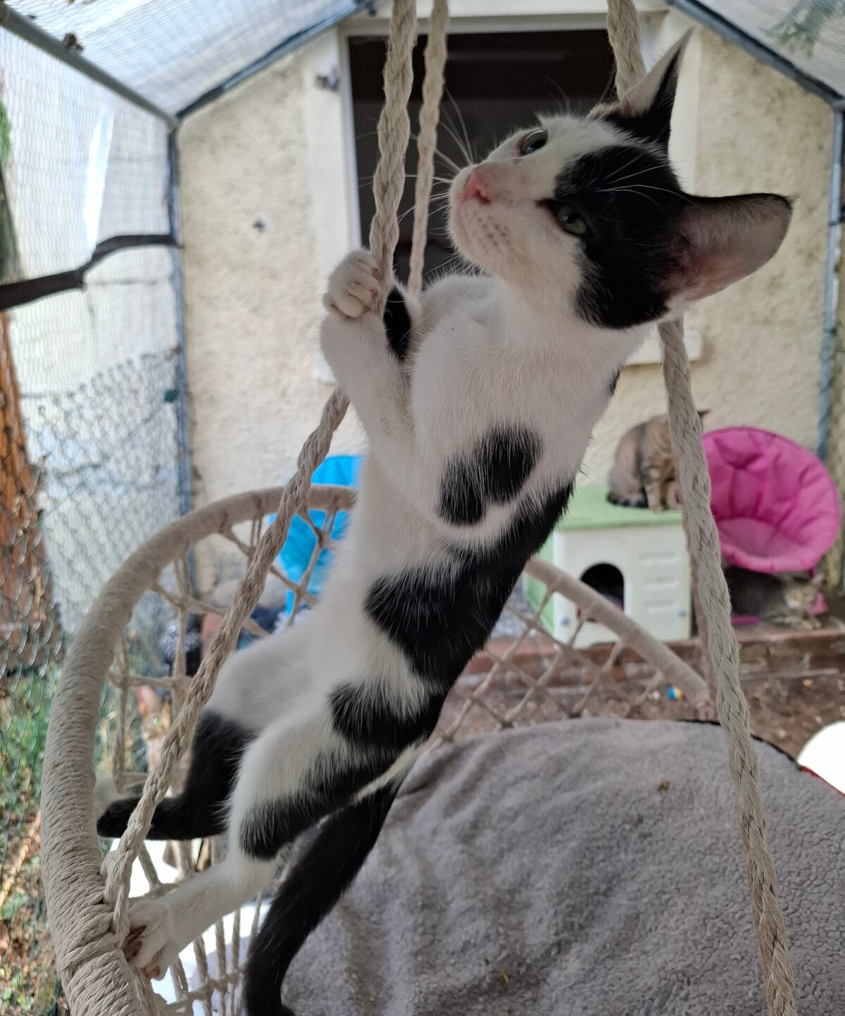 Adoption Buddy