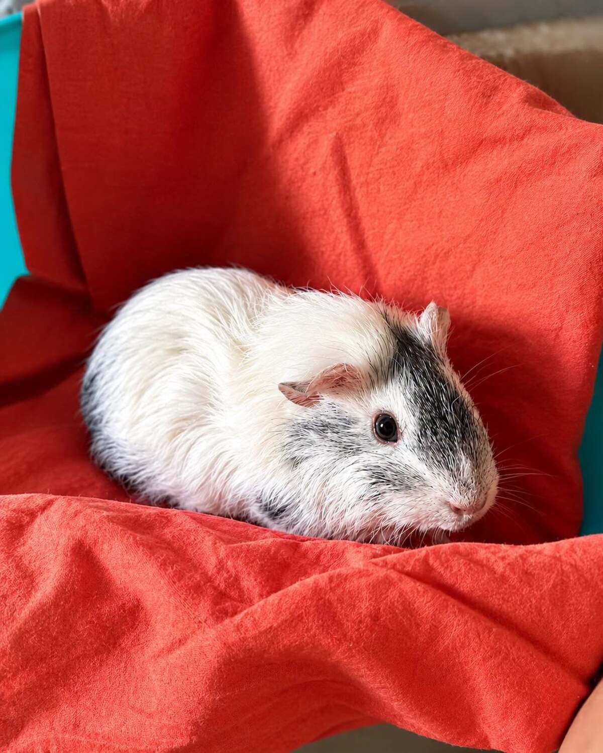 Adoption Timide 