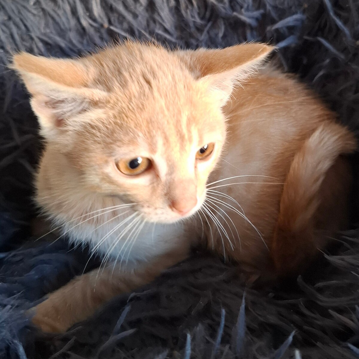 Adoption Biniou