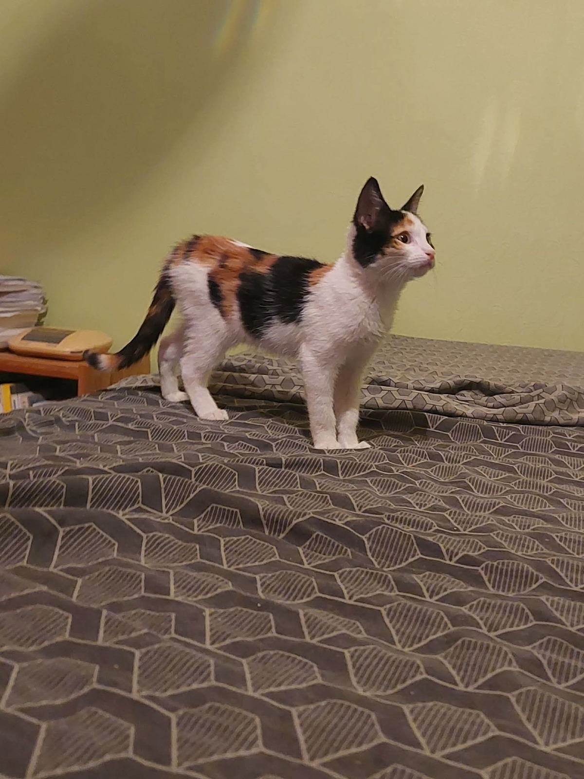 Adoption Nova