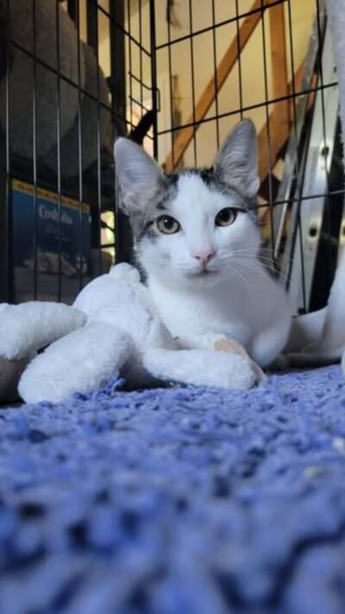 Adoption Tokyo