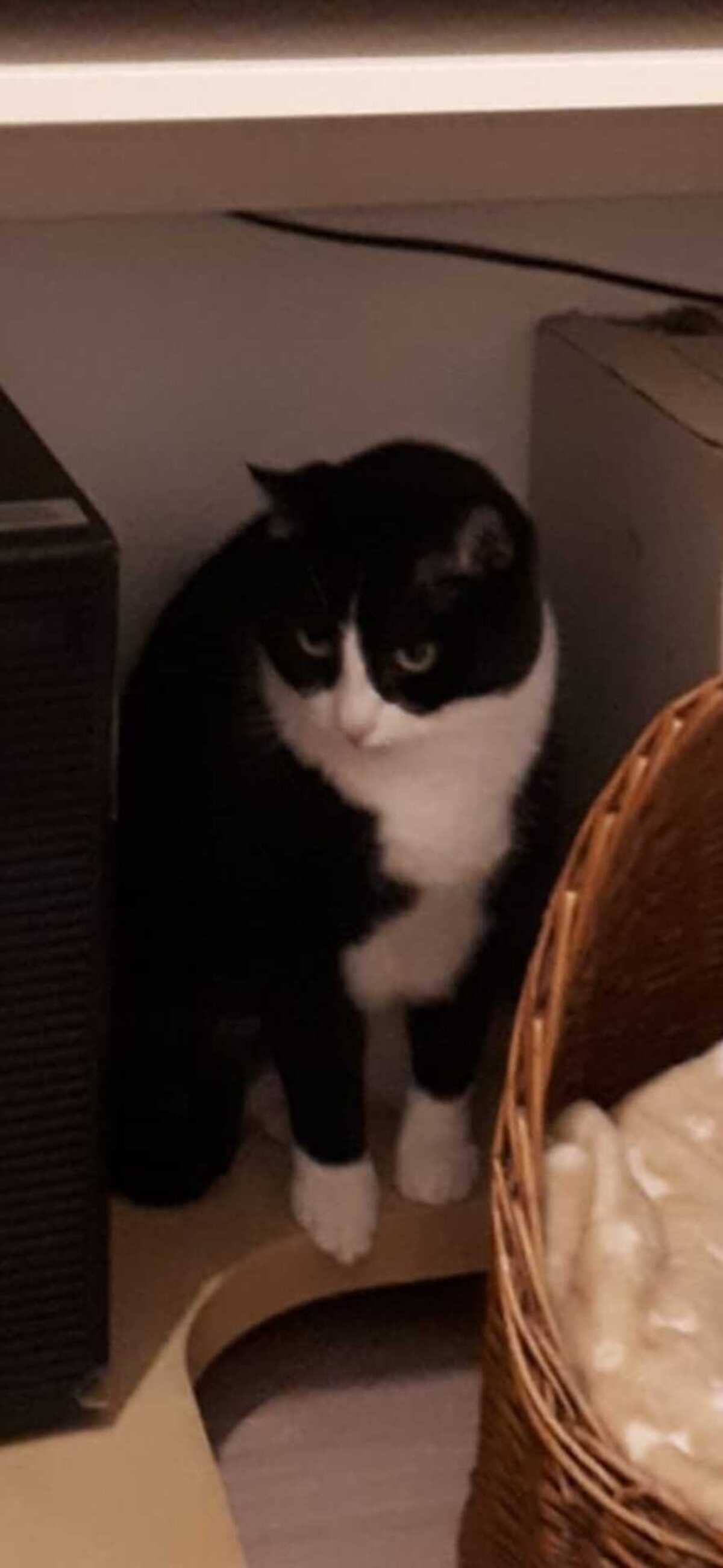 Adoption Oreo