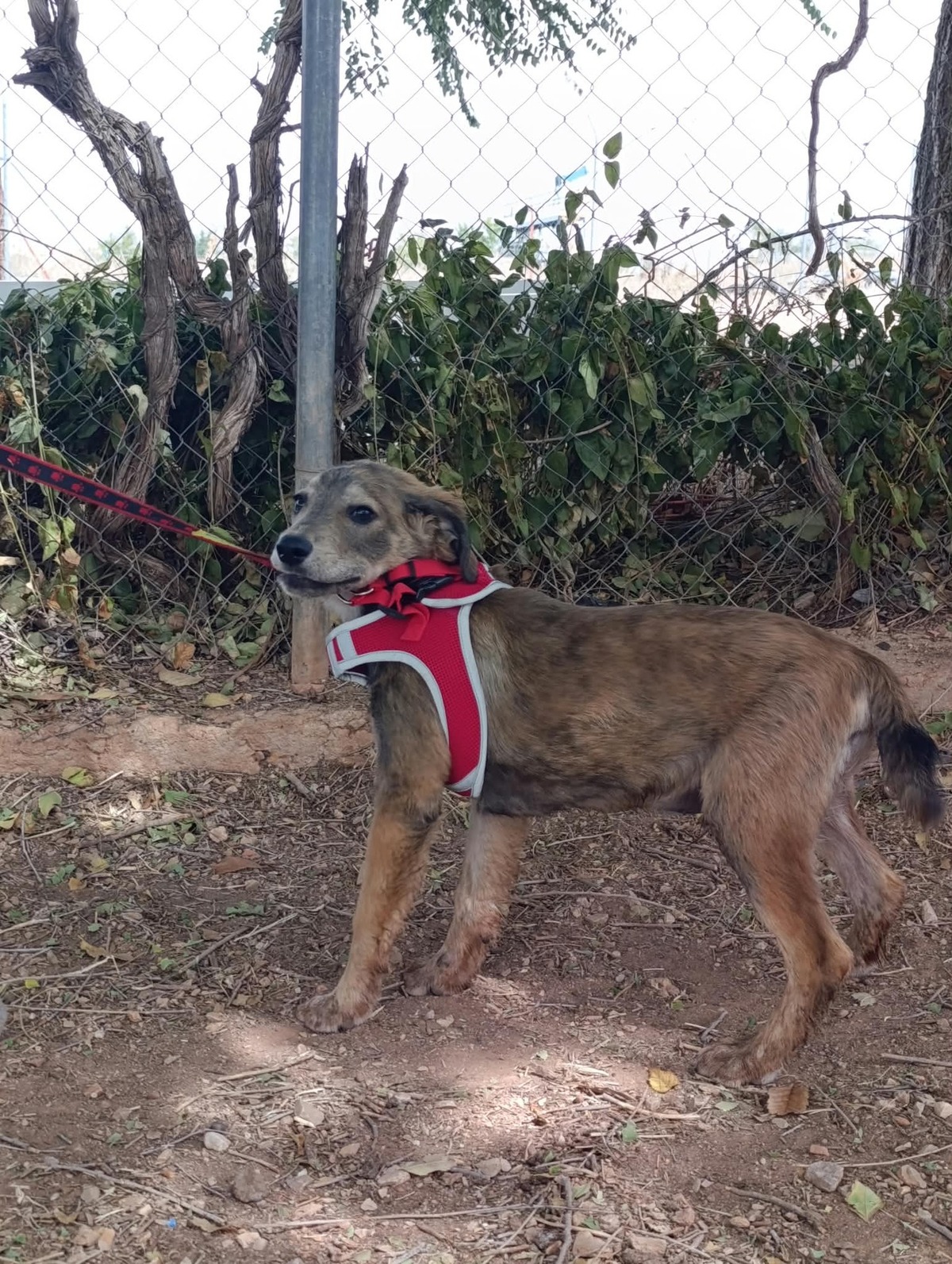 Adoption Aramis