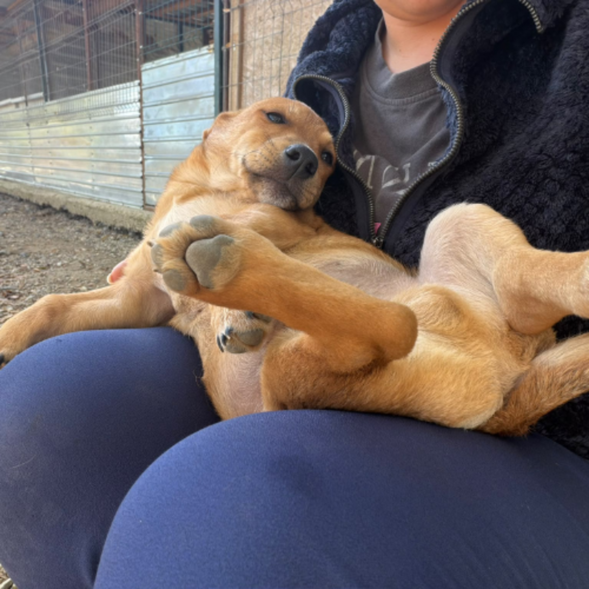 Adoption Jason