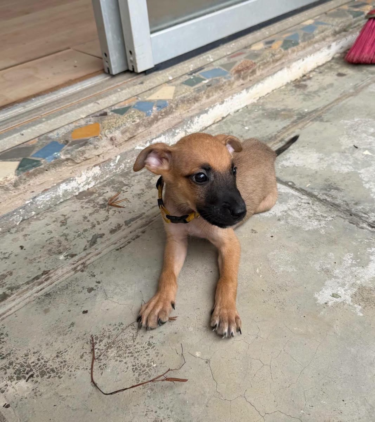 Adoption Nao