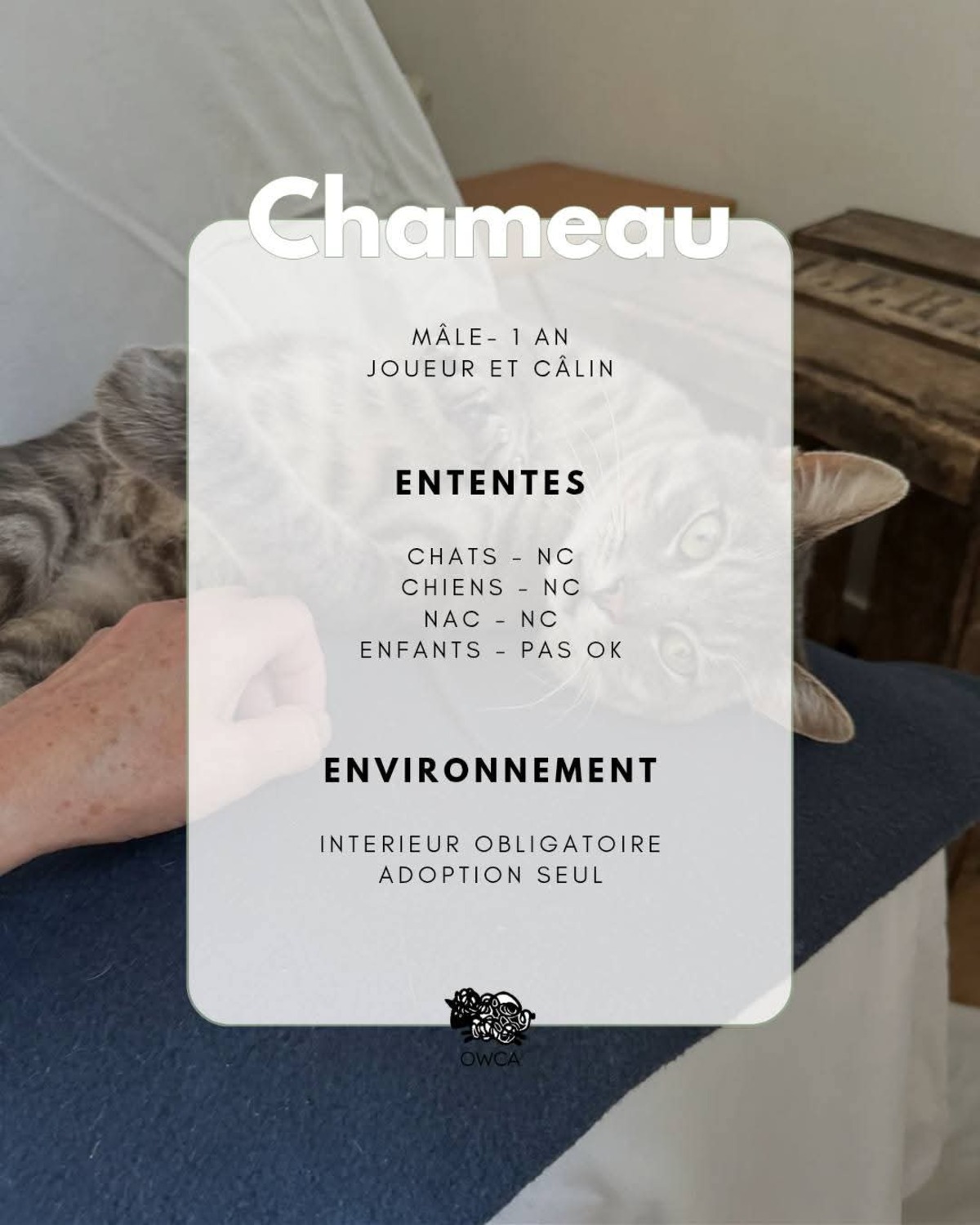 Adoption Chameau