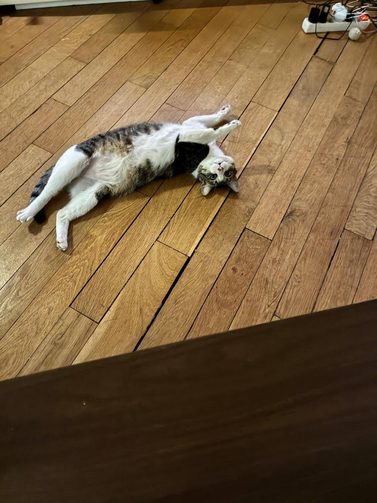 Adoption Mango