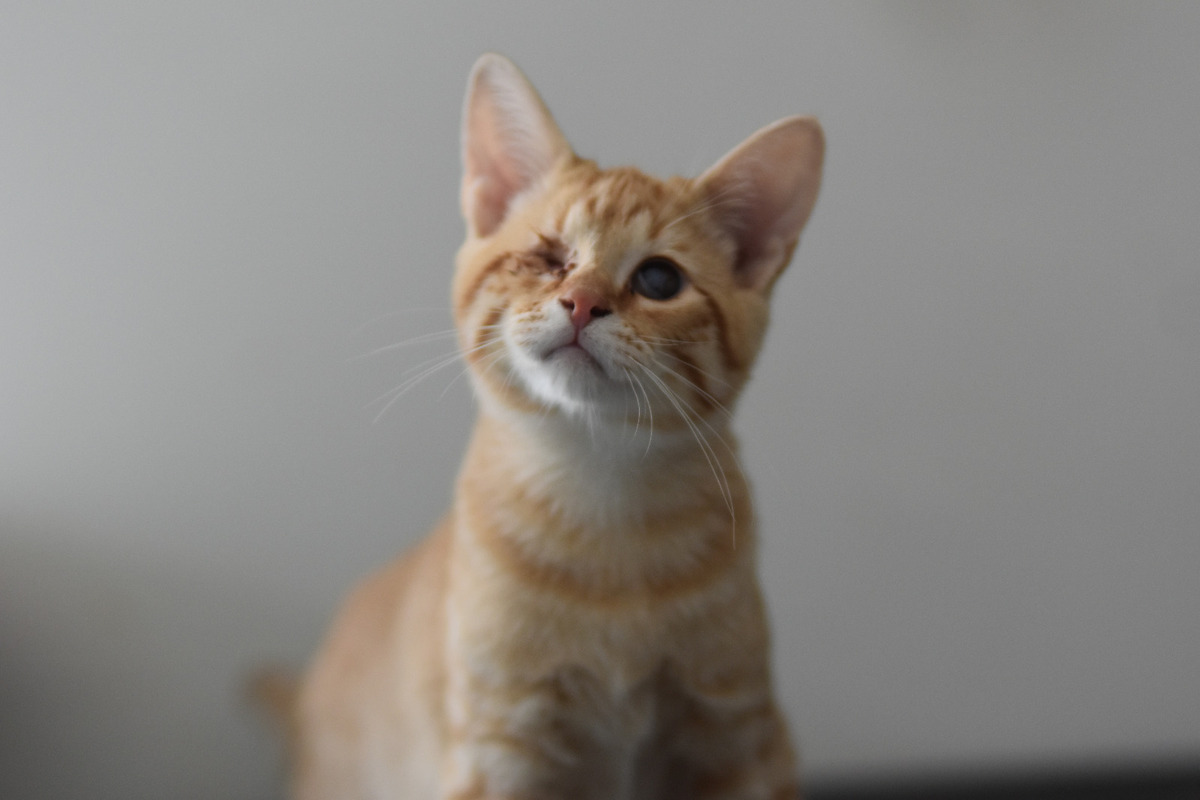 Adoption Tharsis