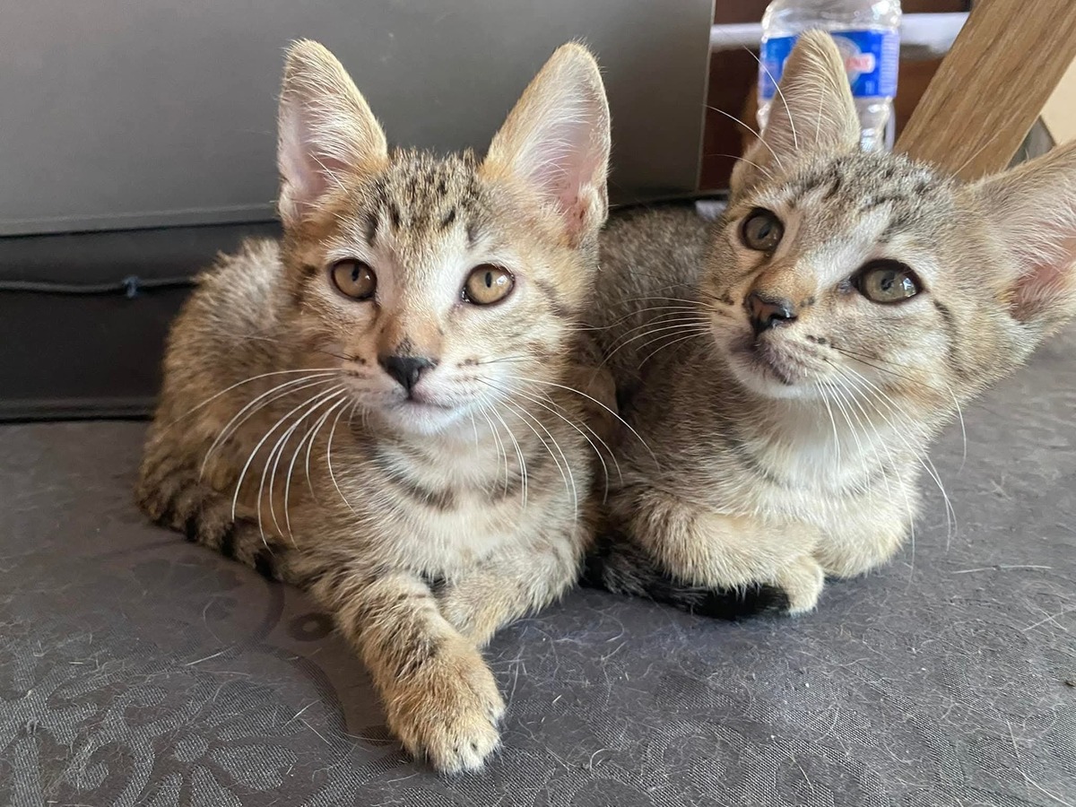 Adoption Honey et Lucky