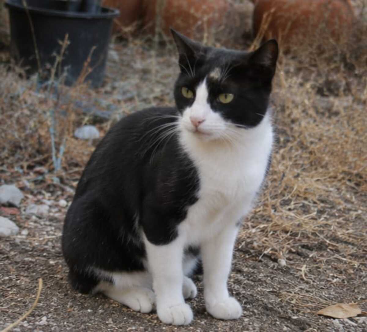 Adoption Chipie
