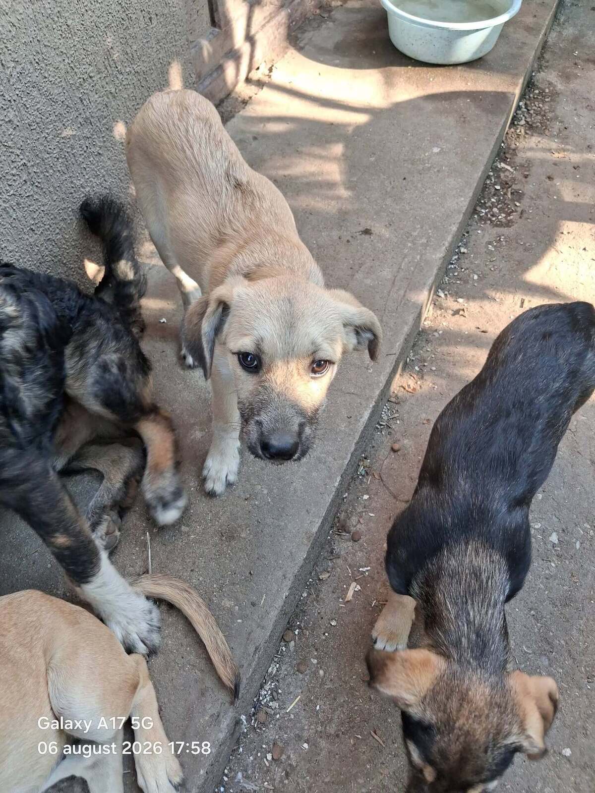 Adoption Pampa