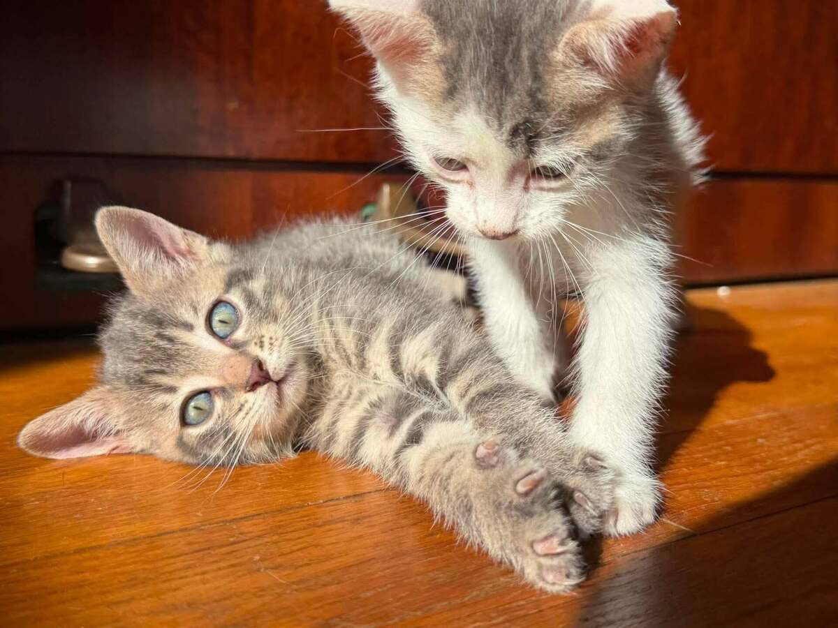 Adoption Lô, Chipie et Asanté