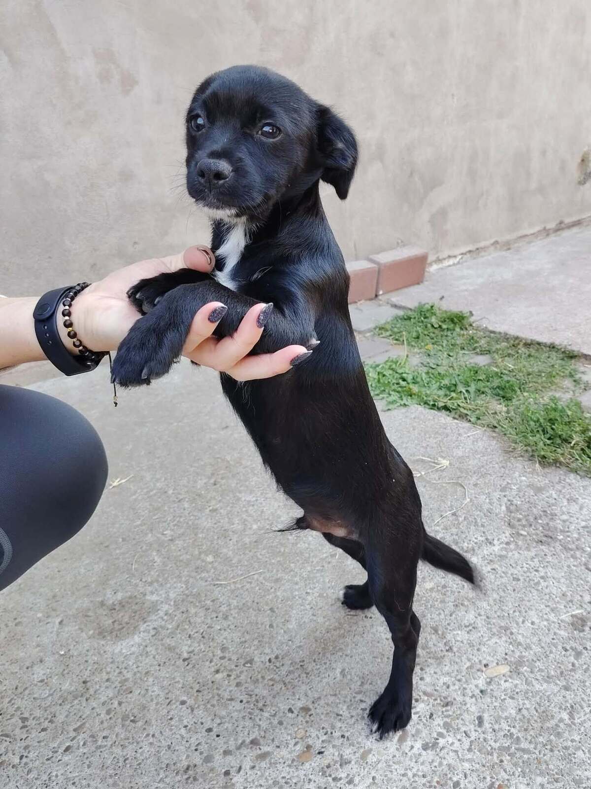 Adoption Oreo