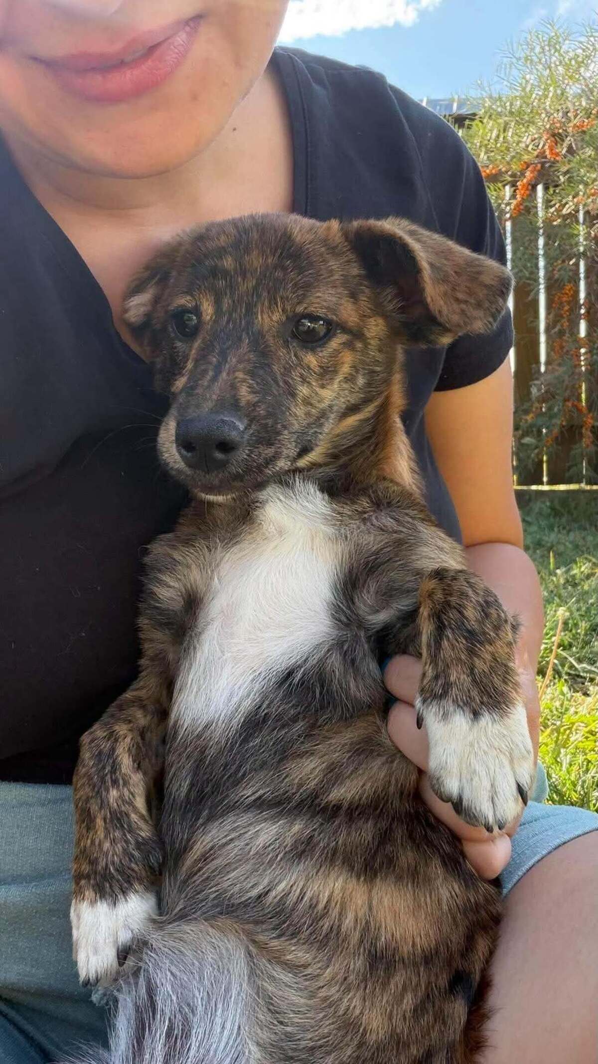 Adoption Rainbow