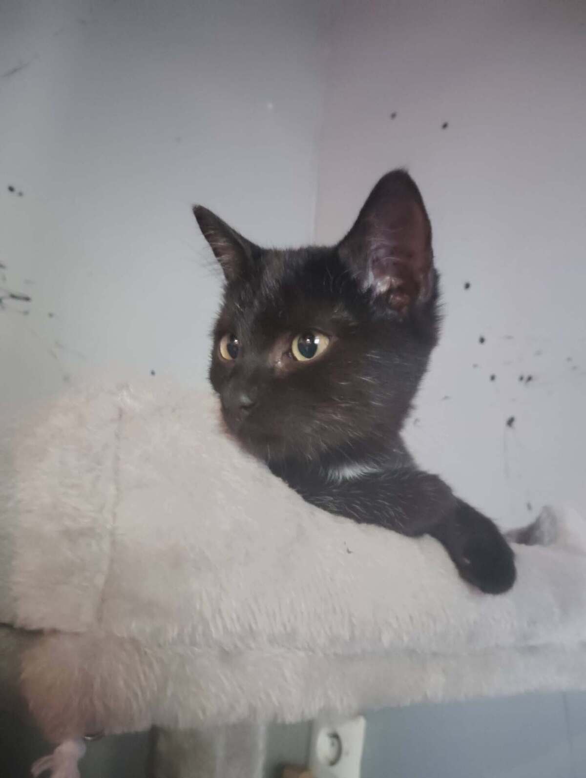 Adoption Bagheera