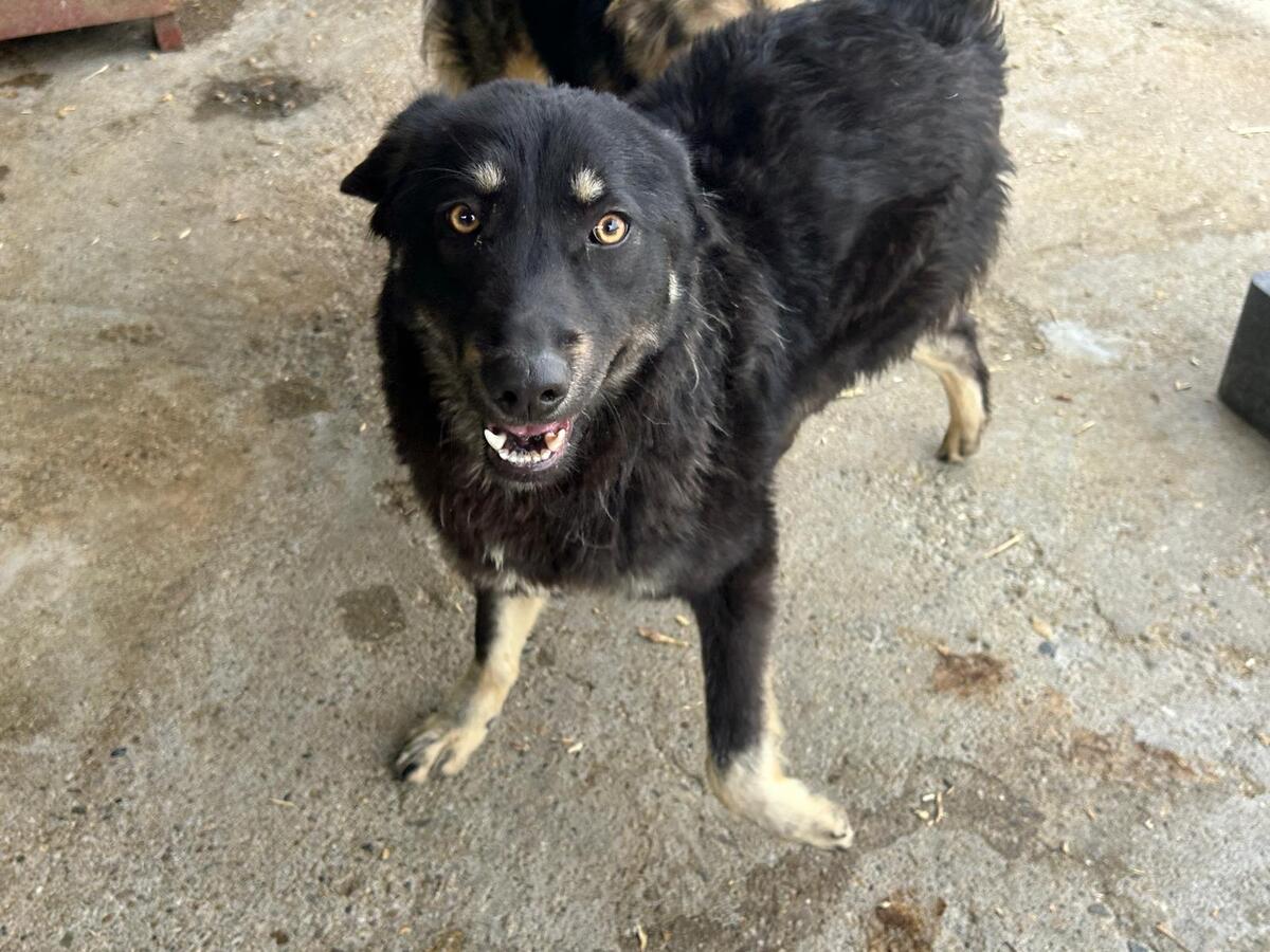 Adoption Feli