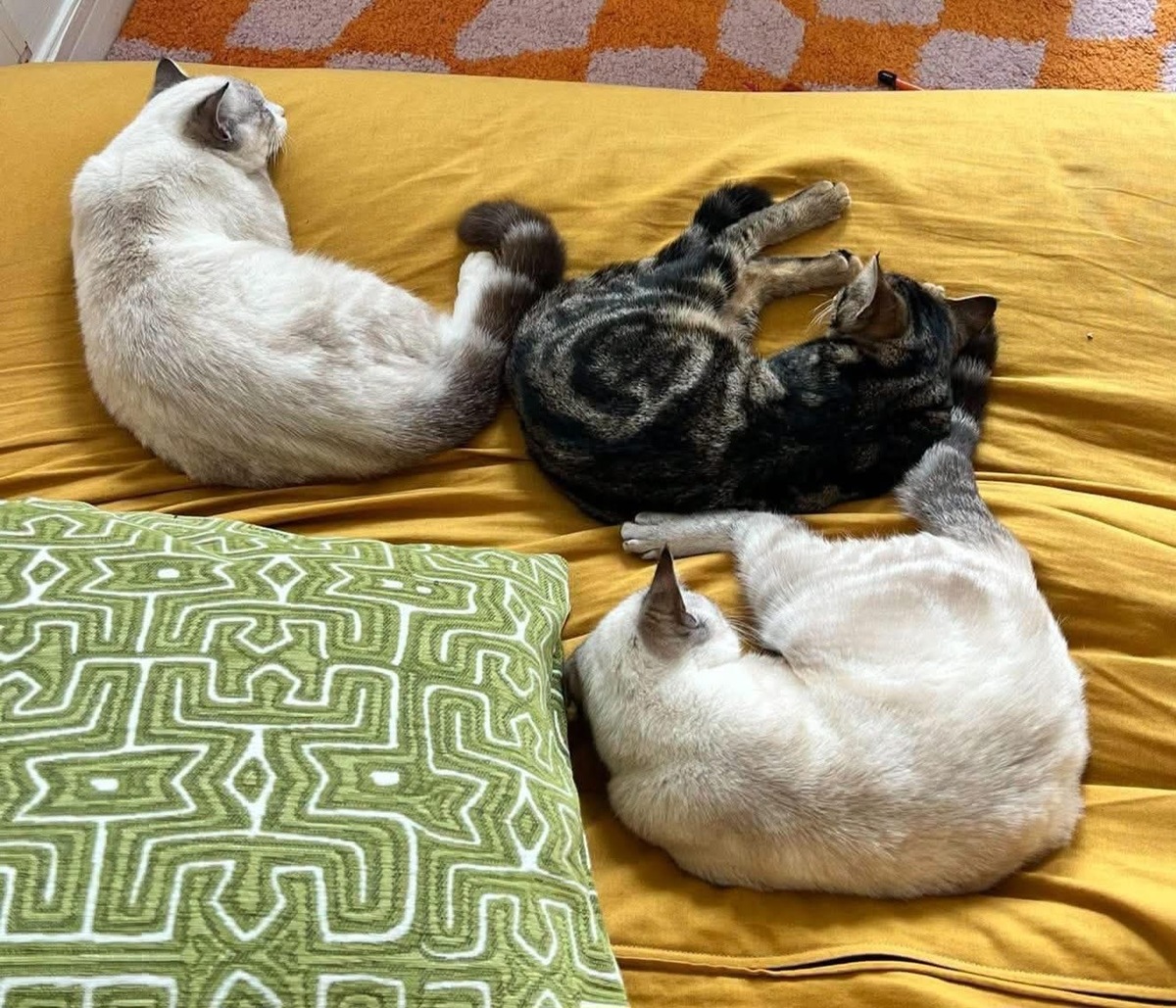 Adoption Valencia 