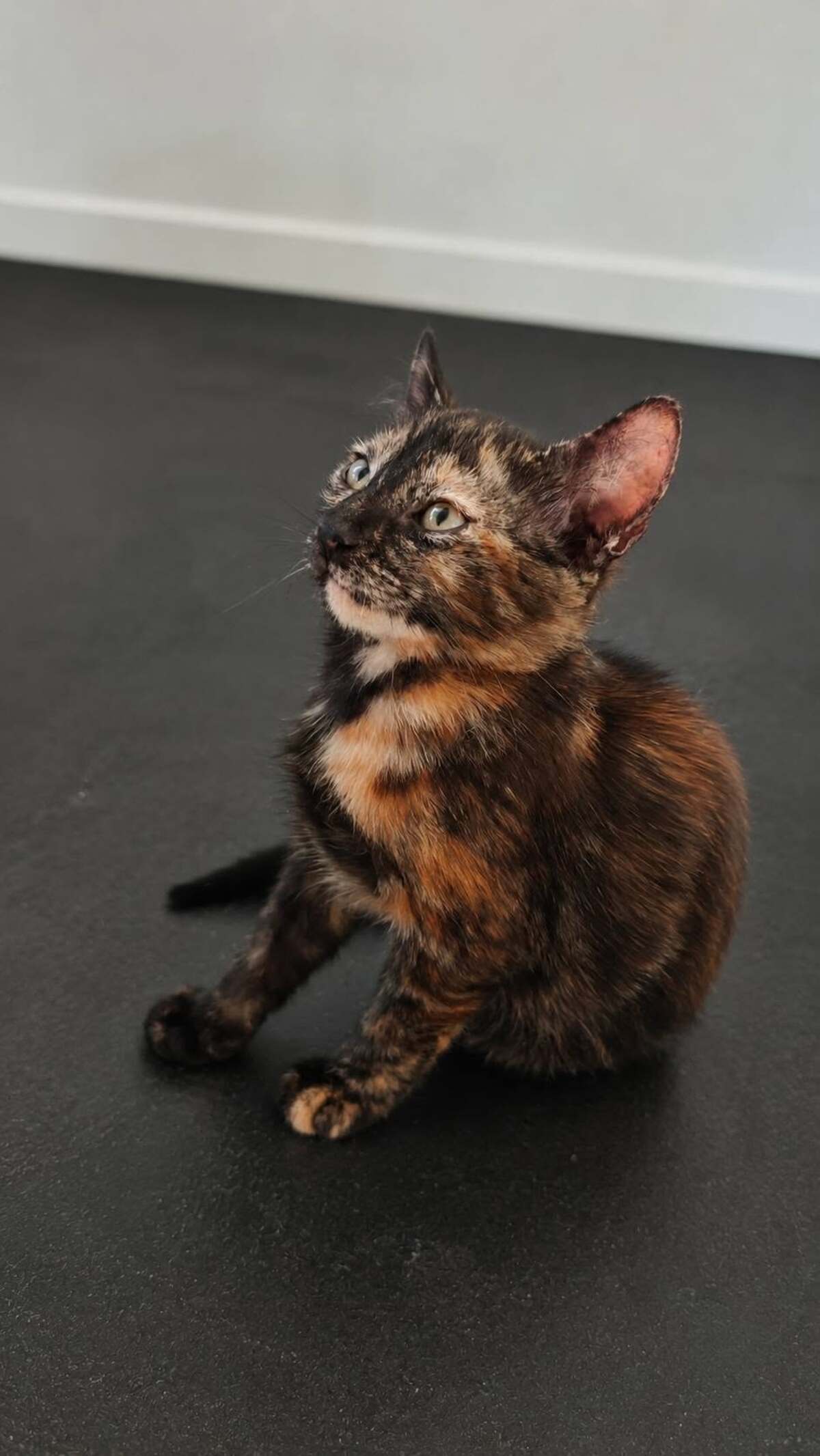 Adoption PRALINE