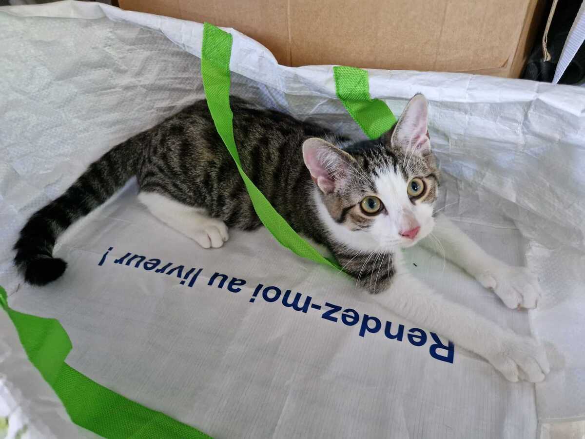 Adoption Bloom 