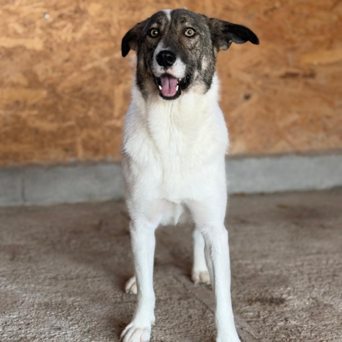 Adoption PLAY