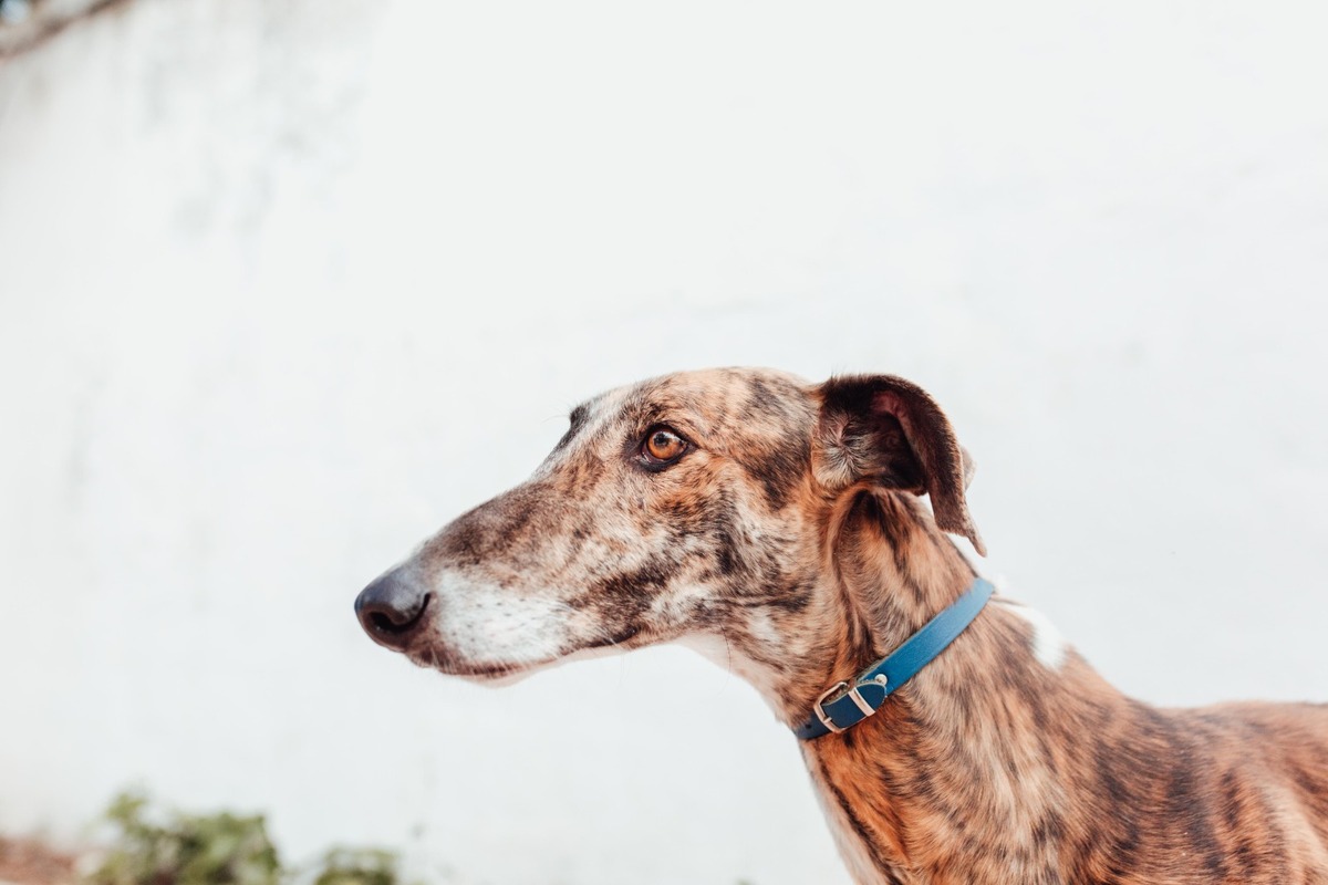Adoption Juqueton