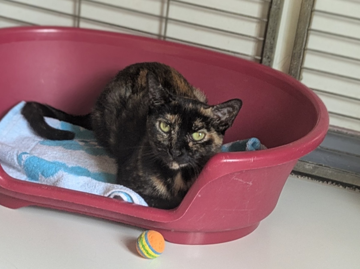 Adoption Biscotte
