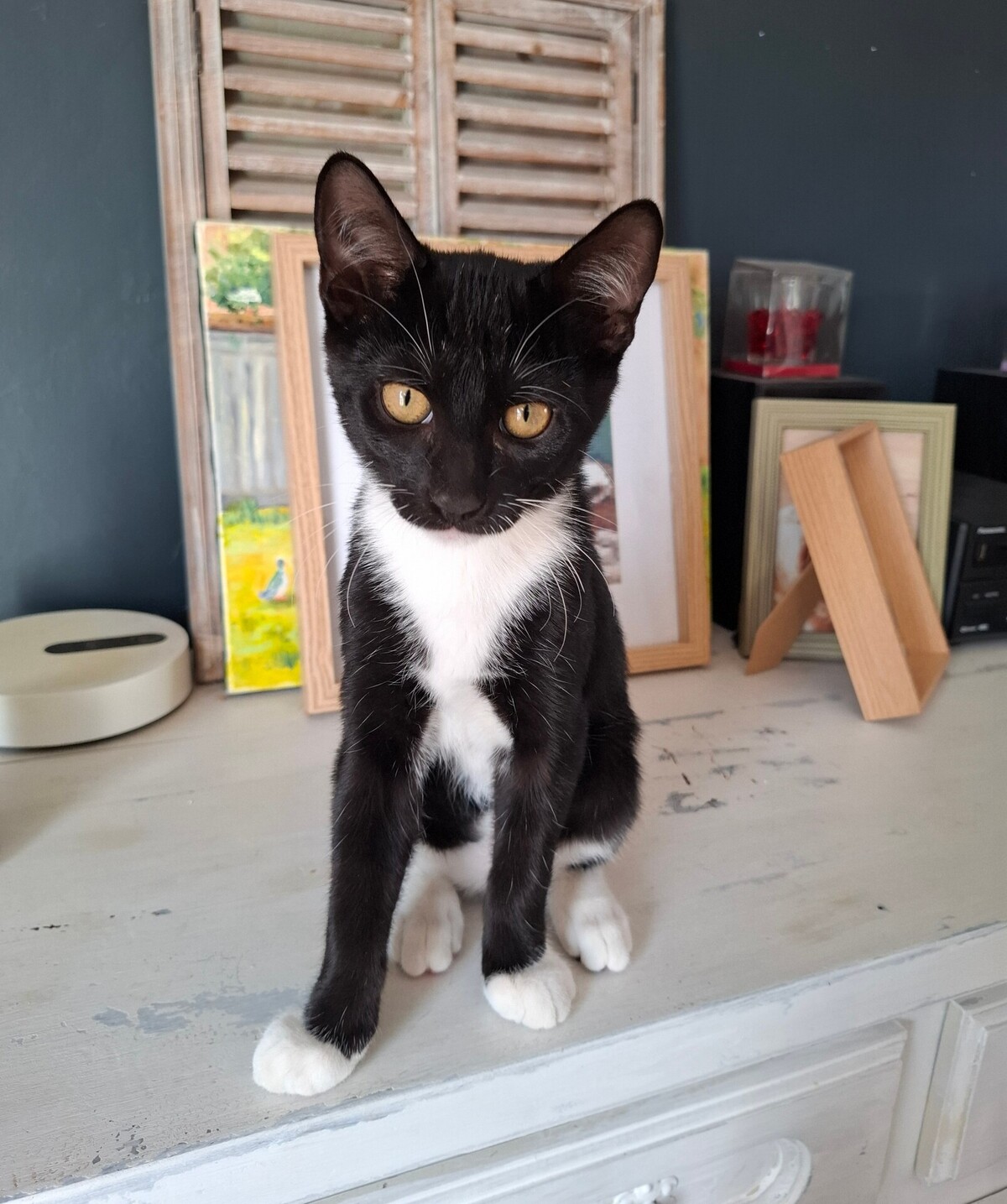 Adoption Biscuit