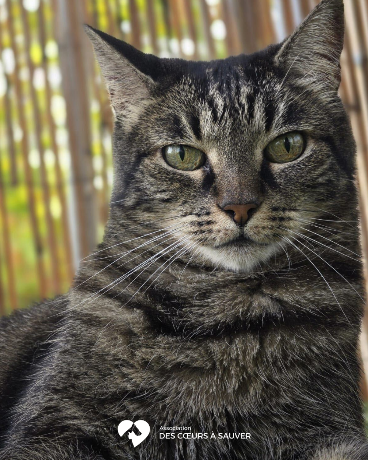 Adoption Choca