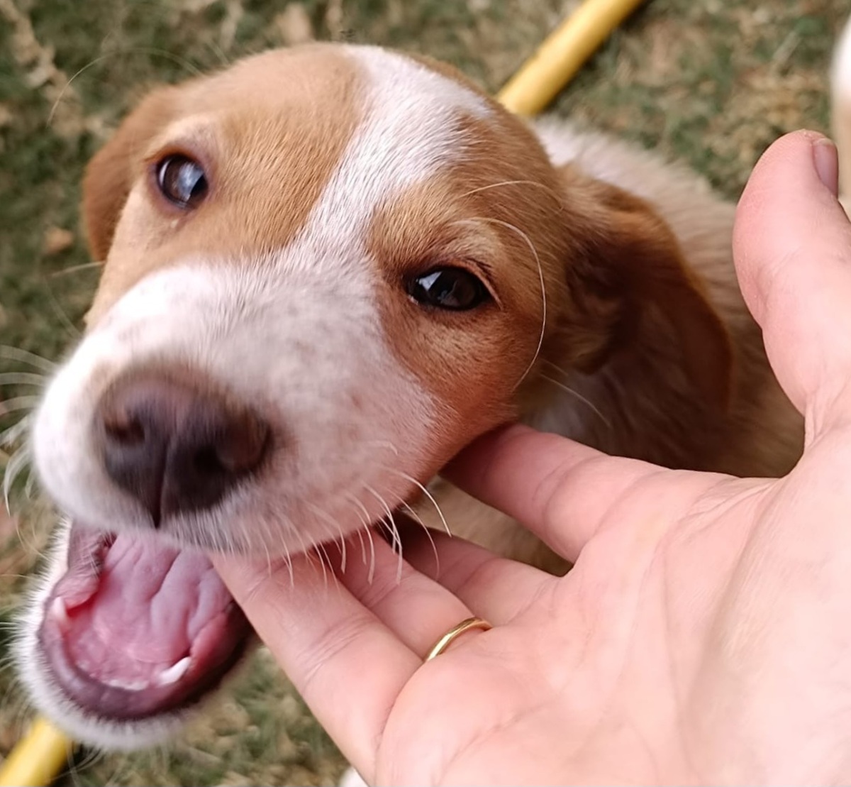 Adoption Teddy
