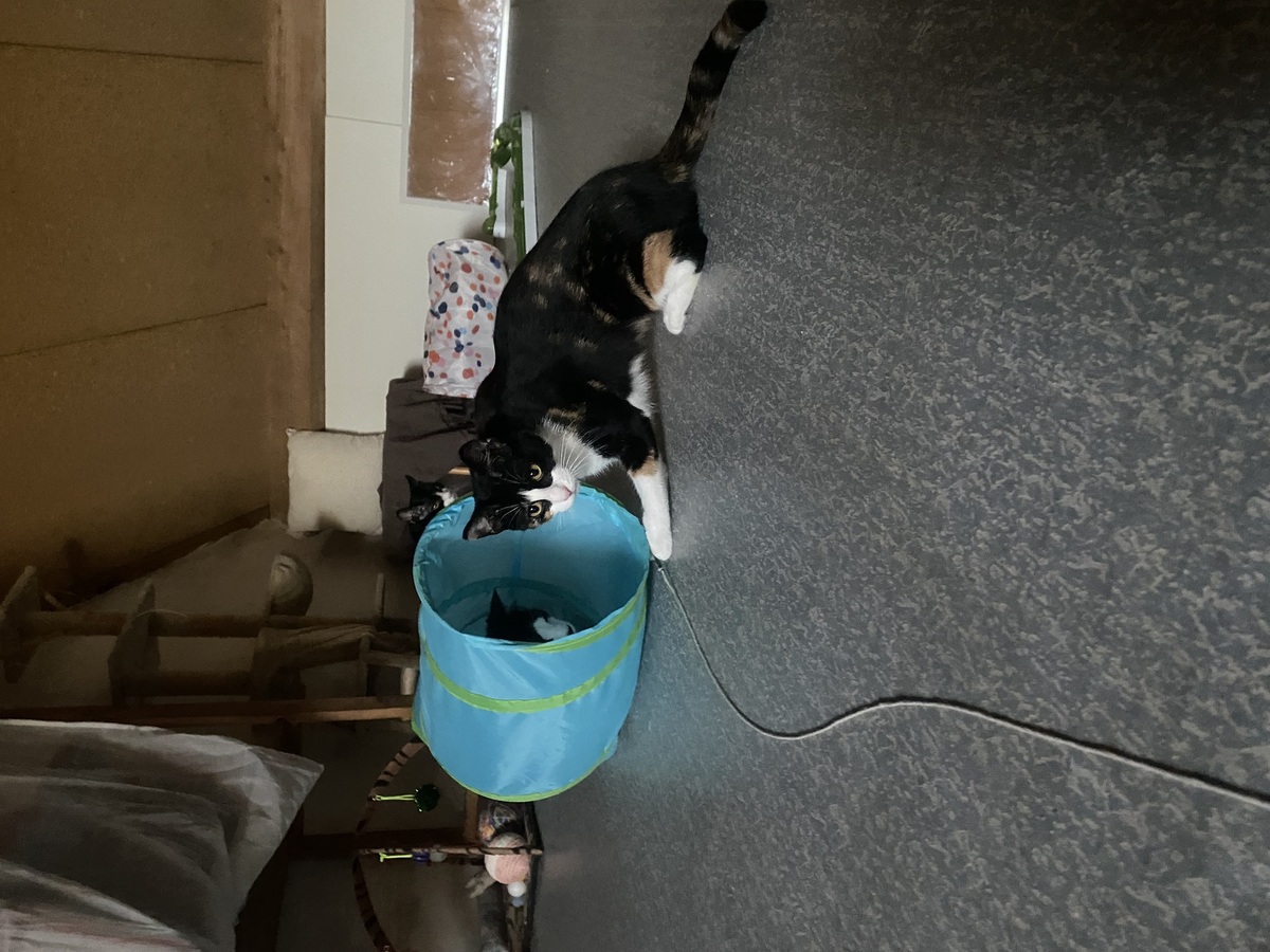 Adoption Pitchoune