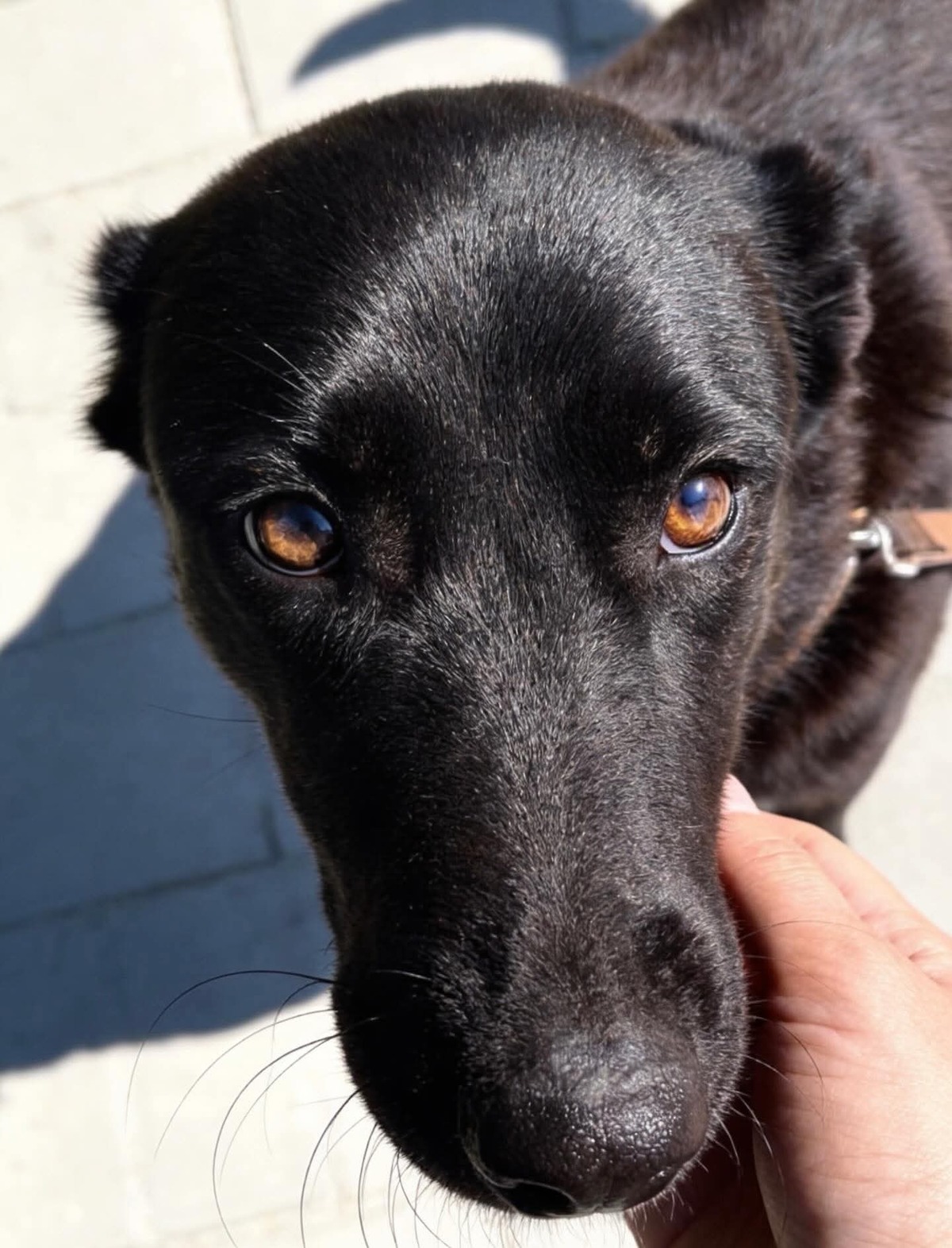 Adoption Zia
