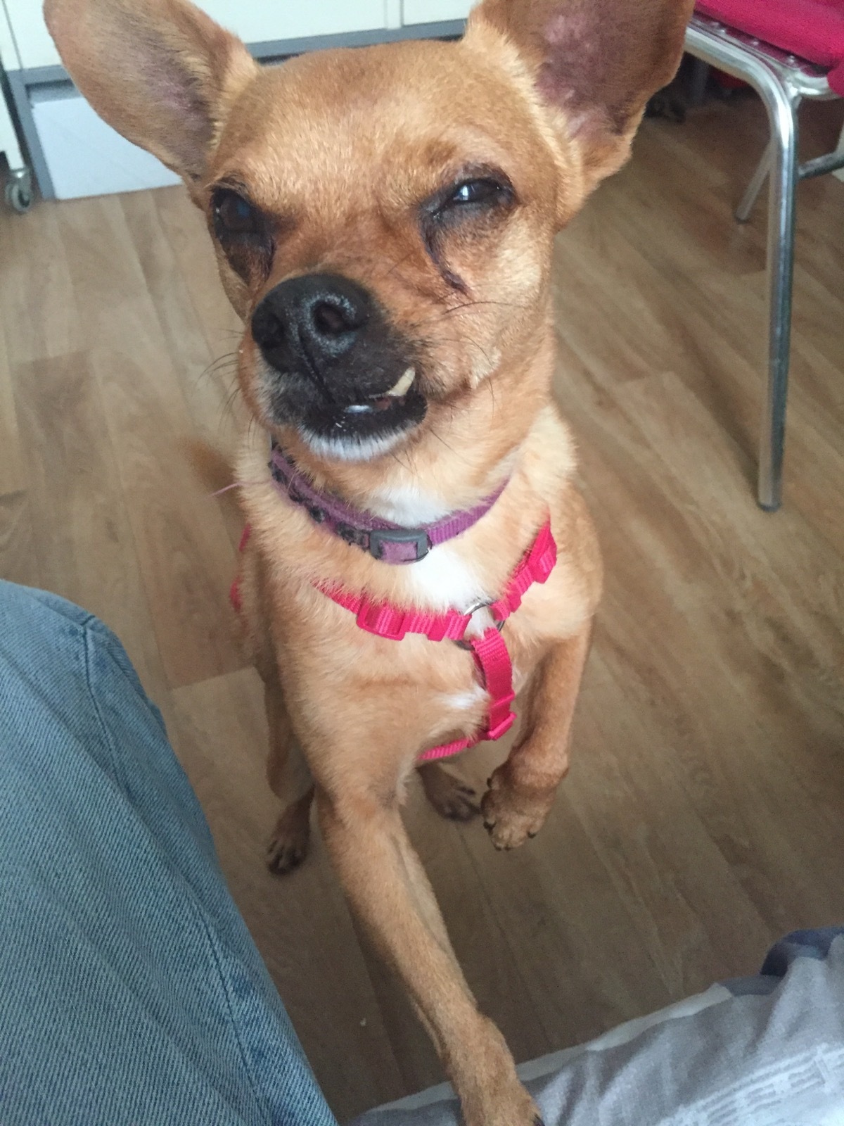 Adoption Snickers 