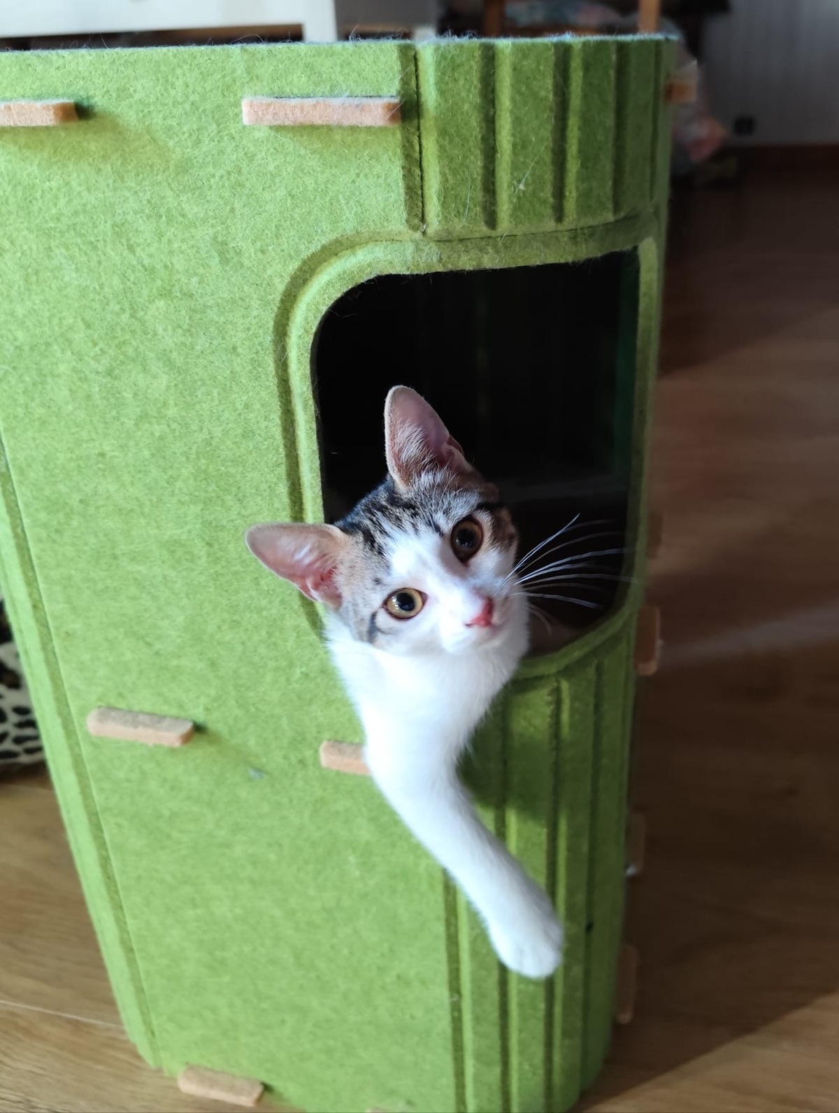 Adoption Plume