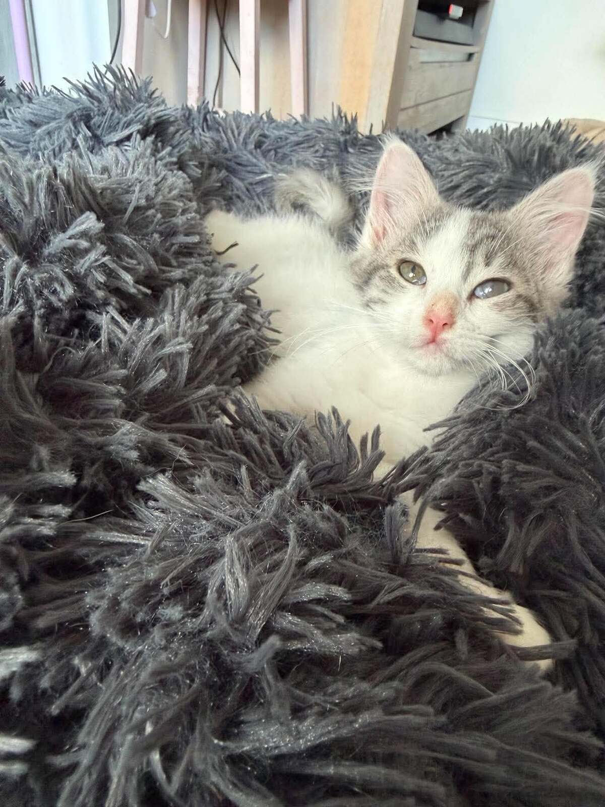 Adoption Bigoudie