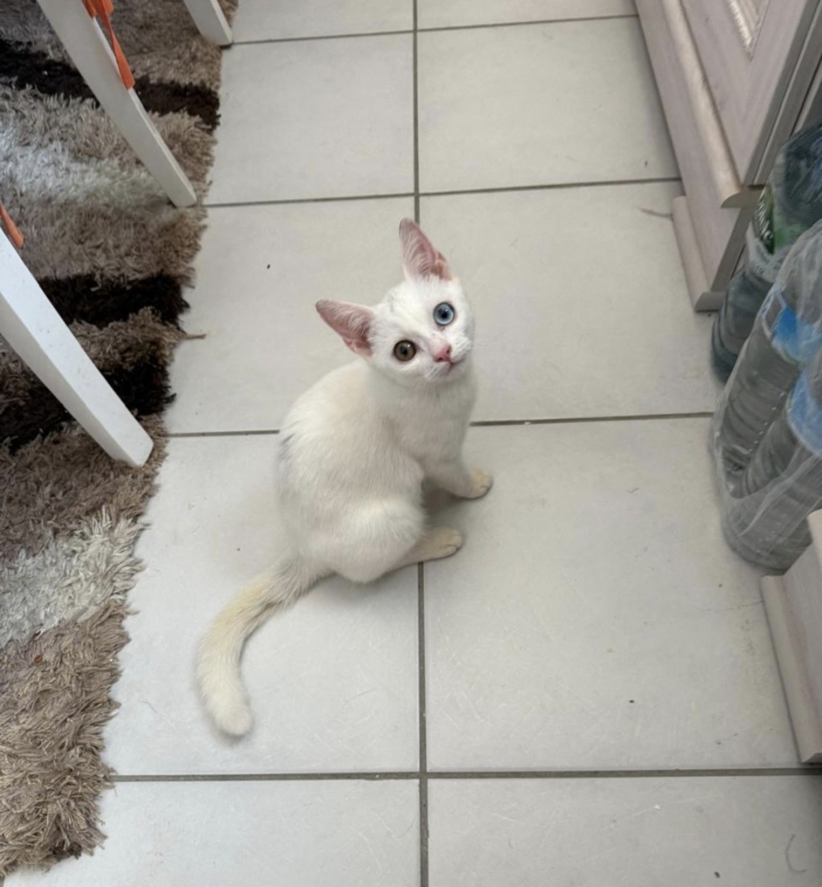 Adoption Iris