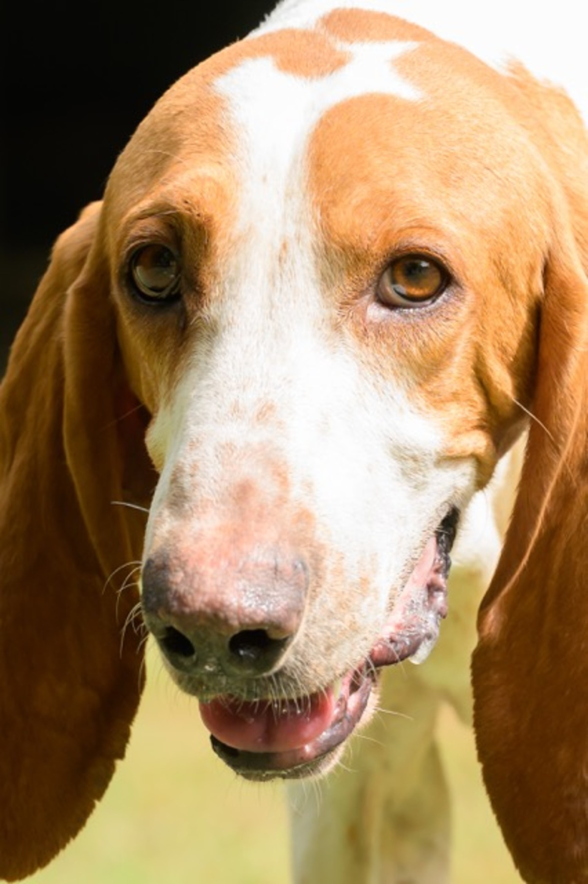 Adoption Ruben