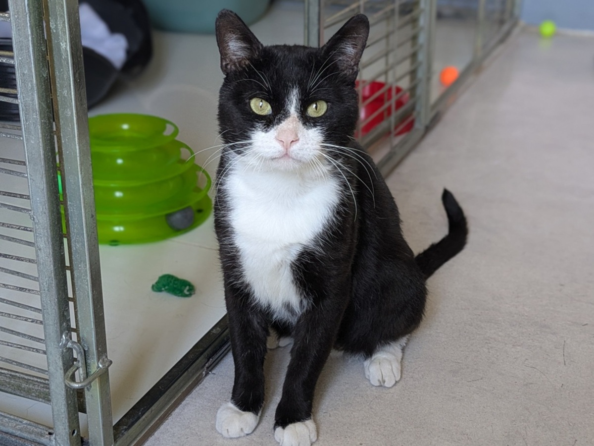 Adoption TENOR